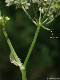 Attēlu rezultāti vaicājumam “Anthriscus sylvestris fruit”