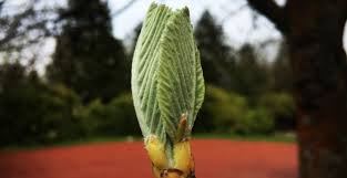 Attēlu rezultāti vaicājumam “Sorbus aucuparia bud”