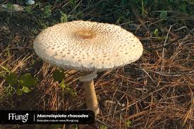 Attēlu rezultāti vaicājumam “Macrolepiota rhacodes”