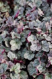Image result for Heuchera `Swirling Fantasy`