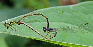 Attēlu rezultāti vaicājumam “Comatricha fragilis”