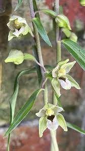 Attēlu rezultāti vaicājumam “Epipactis helleborine”