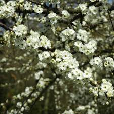 Attēlu rezultāti vaicājumam “Prunus spinosa”