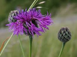 Attēlu rezultāti vaicājumam “Centaurea scabiosa bud”
