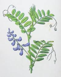 Attēlu rezultāti vaicājumam “Vicia cracca”
