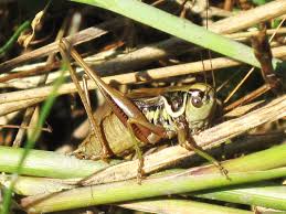 Attēlu rezultāti vaicājumam “Metrioptera roeselii”
