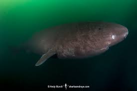 Image result for Somniosus pacificus