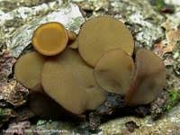 Attēlu rezultāti vaicājumam “Rutstroemia firma”