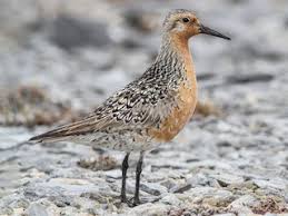 Image result for Calidris tenuirostris