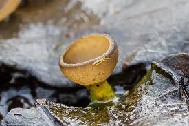 Attēlu rezultāti vaicājumam “Ciboria amentacea”