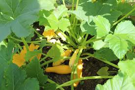 Attēlu rezultāti vaicājumam “Cucurbitaceae”