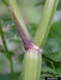 Attēlu rezultāti vaicājumam “Anthriscus sylvestris fruit”