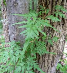Attēlu rezultāti vaicājumam “Lycogala persicum young”