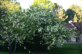 Attēlu rezultāti vaicājumam “Viburnum opulus flower”