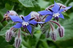 Image result for Borago officinalis