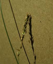 Attēlu rezultāti vaicājumam “Carex sylvatica”