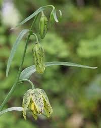 Attēlu rezultāti vaicājumam “Liceaceae”