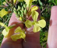 Attēlu rezultāti vaicājumam “Raphanus raphanistrum flower”