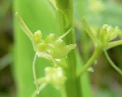 Attēlu rezultāti vaicājumam “Liparis loeselii”