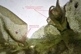 Attēlu rezultāti vaicājumam “Chiloscyphus pallescens”