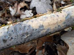 Attēlu rezultāti vaicājumam “Vuilleminia comedens”