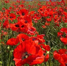 Image result for Papaver rhoeas