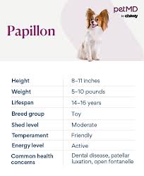 Image result for papillon