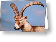 Attēlu rezultāti vaicājumam “Capra juvenile”