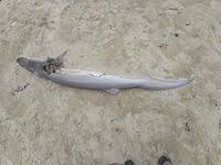 Image result for Notorynchus cepedianus