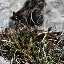 Attēlu rezultāti vaicājumam “Sesleria caerulea leaf”