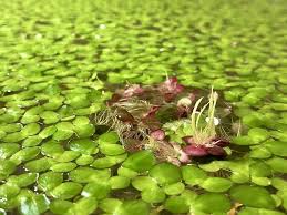 Attēlu rezultāti vaicājumam “Spirodela polyrhiza”