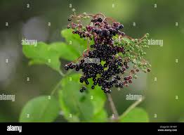 Attēlu rezultāti vaicājumam “Sambucus nigra fruit”