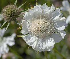 Image result for scabiosa caucasica