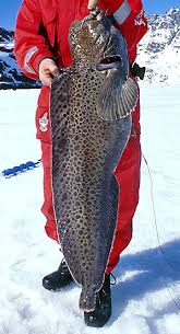 Image result for Anarhichas minor