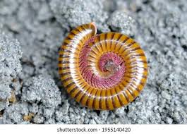 Attēlu rezultāti vaicājumam “Myriapoda”