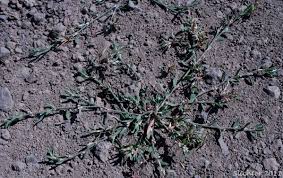 Attēlu rezultāti vaicājumam “Polygonum aviculare”