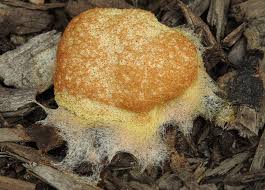 Attēlu rezultāti vaicājumam “Fuligo septica cf. septica spores”