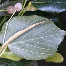 Attēlu rezultāti vaicājumam “Tilia platyphyllos subsp. platyphyllos”
