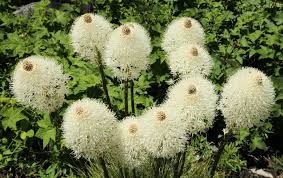 Attēlu rezultāti vaicājumam “Hydrocotyle vulgaris flower”