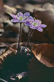 Attēlu rezultāti vaicājumam “Hepatica nobilis fruit”