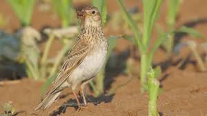 Attēlu rezultāti vaicājumam “Alauda arvensis adult”