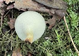 Attēlu rezultāti vaicājumam “Polyporus”