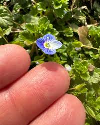 Attēlu rezultāti vaicājumam “Veronica persica flower”
