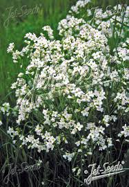 Attēlu rezultāti vaicājumam “Cardamine pratensis flower”
