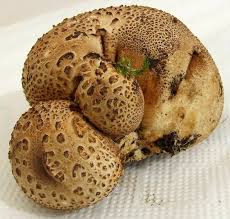 Attēlu rezultāti vaicājumam “Scleroderma citrinum”