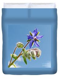 Attēlu rezultāti vaicājumam “Borago officinalis bud”