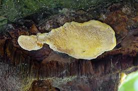 Attēlu rezultāti vaicājumam “Antrodiella serpula”