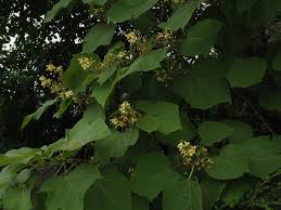 Attēlu rezultāti vaicājumam “Catalpa ovata”