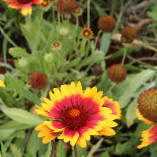 Image result for Gaillardia `Kobold`