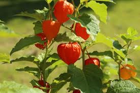 Image result for Lampionblume